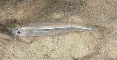 Atherinomorus vaigiensis