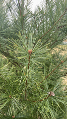 Pinus