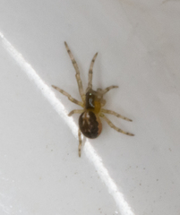 Zygiellinae