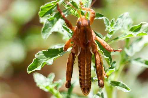 Euryparyphes terrulentus