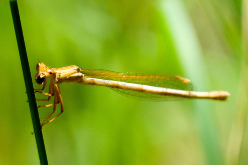 Barbary Featherleg