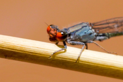 Cherry-eye Sprite