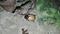 Cyclocephala melanocephala