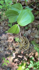 (c) s bruggers, some rights reserved (CC BY) Clematis ochroleuca, photograph (c) s bruggers, some rights reserved (CC BY)