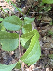 Clematis ochroleuca, photograph (c) s bruggers, some rights reserved (CC BY)