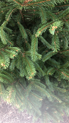 Picea abies