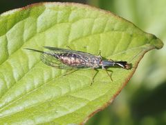 Xanthostigma xanthostigma