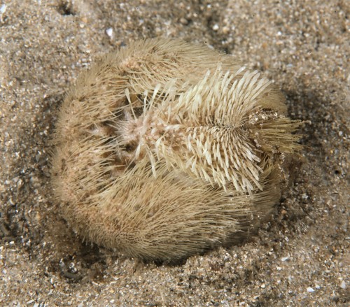 Riccio cuore mediterraneo