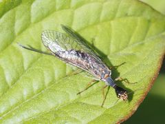 Xanthostigma xanthostigma