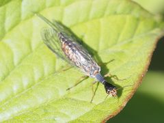 Xanthostigma xanthostigma