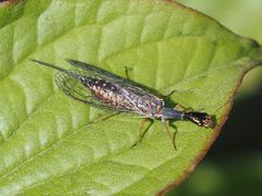 Xanthostigma xanthostigma