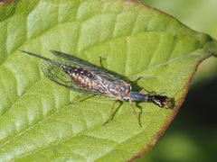 Xanthostigma xanthostigma