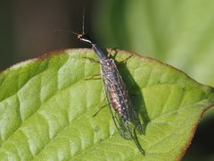 Xanthostigma xanthostigma
