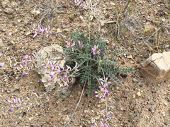 Astragalus layneae