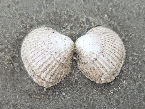 Common Cockle, Usquert, Netherlands, photo 9 of 10