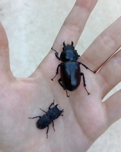 European Stag Beetle
