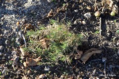 Plantago sempervirens