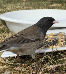 Junco