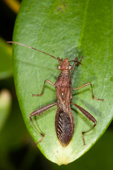 Riptortus annulicornis