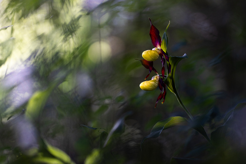 Lady's-slipper