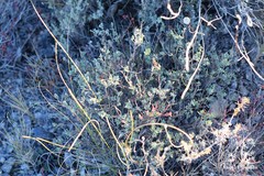 Coronilla repanda dura