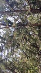 Picea abies
