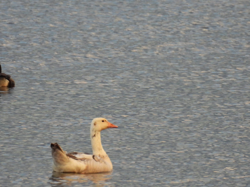 iNaturalist: (c) jamiehicken, some rights reserved (CC BY-NC) iNaturalist image
