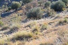 Macrochloa tenacissima