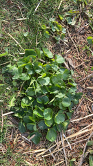 Viola