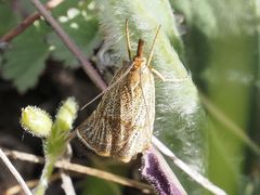 Thisanotia chrysonuchella