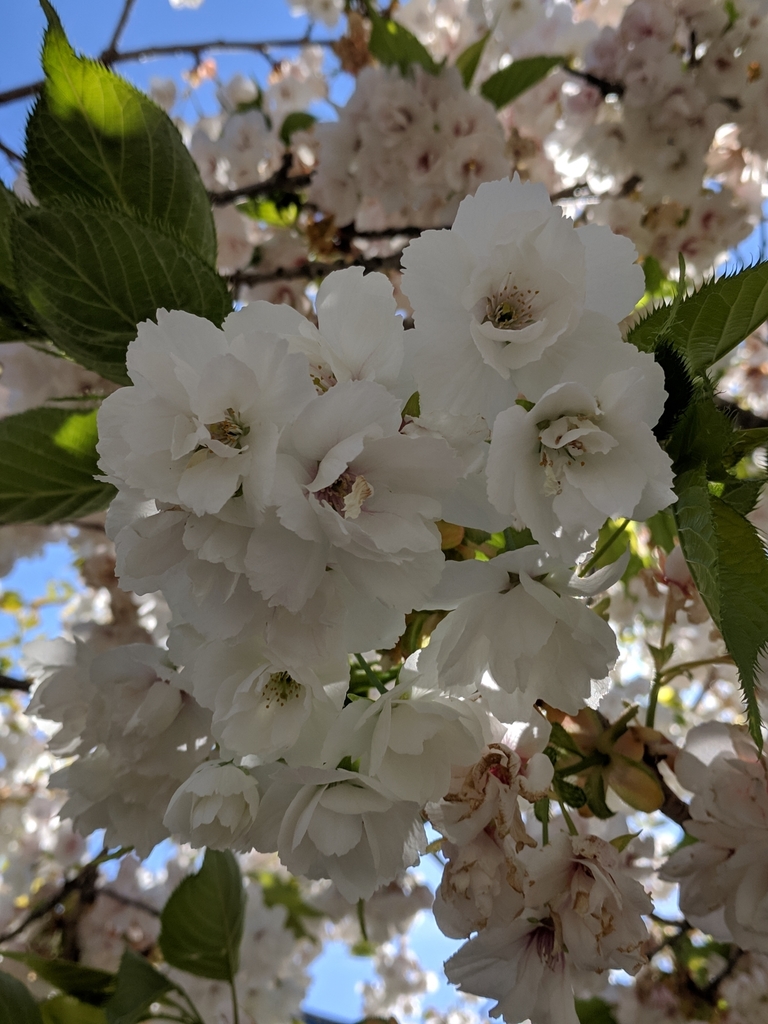 wild cherry from Bill McDonald Pkwy at Buchanan Towers, Bellingham, WA ...