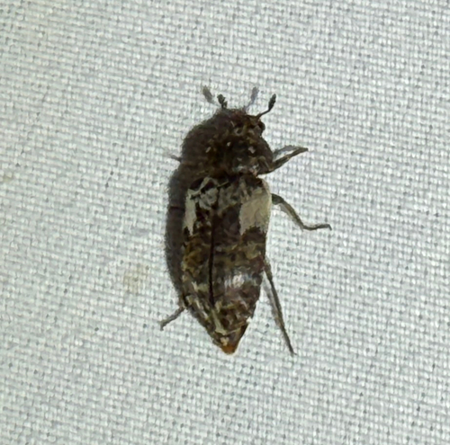 Common Carrion Beetle