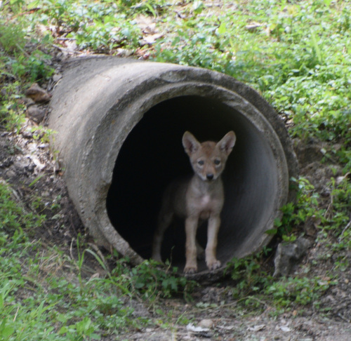 Coyote photographed in Texas