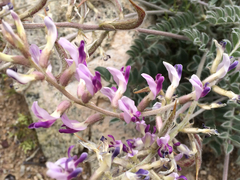 Astragalus layneae