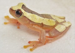 Dendropsophus triangulum