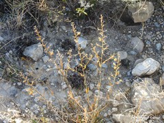 Reseda phyteuma