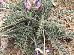 Astragalus layneae