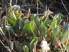Cynoglossum cheirifolium
