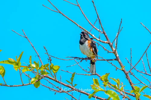 Eastern Towhee