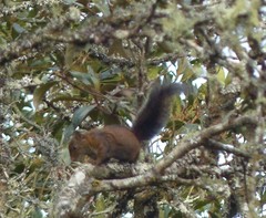 Sciurus pucheranii