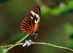 Heliconius erato amazona