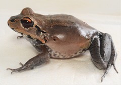 Smoky Jungle Frog photo 3