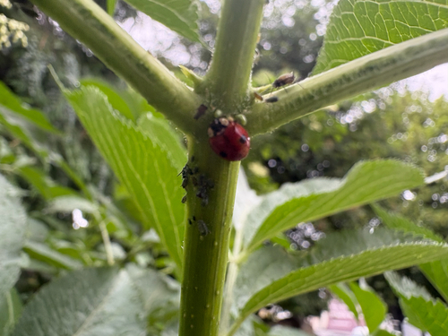 Two-spotted Lady Beetle