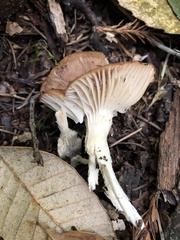 Cuphophyllus colemannianus