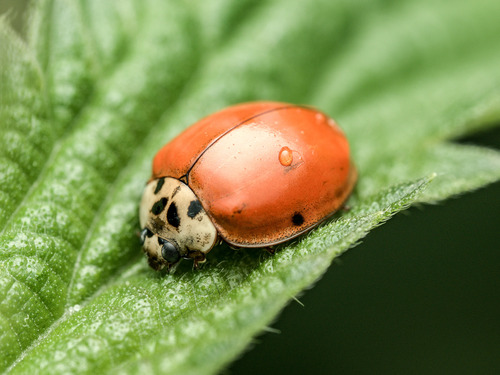 Asian Lady Beetle