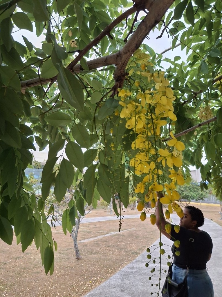 Cassia fistula