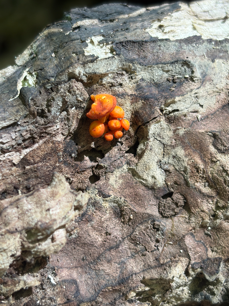 orange mycena · June 2026 · photo: Photo: (c) Karina M. Torres, some rights reserved (CC BY) · iNaturalist