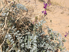Astragalus lentiginosus borreganus