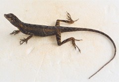 Anolis trachyderma