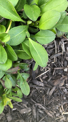Magnoliopsida